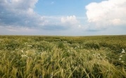 Погода в Тульской области 16 июля: облачно, дождливо, до 19 градусов тепла