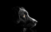 В новый КоАП введут ответственность за лающую по ночам собаку и неисправную сигнализацию