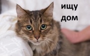 Туляков приглашают найти четвероногих друзей на выставке «Машина Добра»
