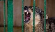 Хозяев собак за укусы прохожих будут штрафовать на 200 тысяч рублей