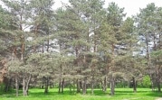 Губернатор не разрешил застраивать сосновый бор в Алексине