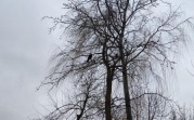 Погода в Туле 5 марта: небольшие осадки и сильный ветер