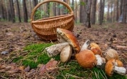 В Тульской области погиб грибник
