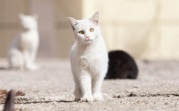 Погода в Туле 3 апреля: небольшой дождь и до +13 градусов