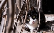 Кошкам под хвост: какие санкции ввели для российских домашних питомцев