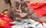 За июль годовая инфляция в Тульской области выросла на 1,04%
