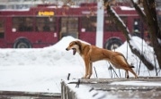 Погода в Тульской области 22 января: оттепель и мокрый снег