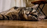 Ветеринар рассказала об опасности праздничного стола для домашних животных