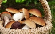 Минсельхоз хочет регулировать сбор грибов и диких ягод