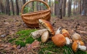 В Тульской области в лесу заблудился грибник