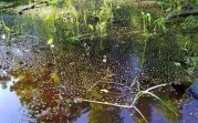 Краеведы нашли в Тульской области болото времён Атлантиды