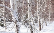 Погода в Туле 5 февраля: до -12 градусов и умеренный ветер