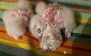 Спасенные с вырубленных в Новомосковске елей птенцы совы и вороны начали вылупляться