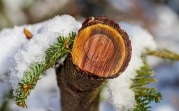 Погода в Туле 20 ноября: снег, гололедица и ветер