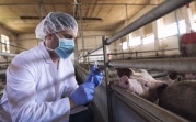 Африканская чума и птичий грипп: в Тульской области увеличат количество исследований