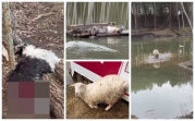 Прокуратура заинтересовалась инцидентом с нападением бродячих собак на нутриевую ферму в Тульской области