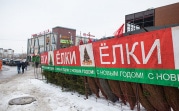 В тульском лесничестве рассказали, как правильно выбрать ёлку на Новый год