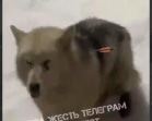 В Богородицком районе неизвестные расстреляли бездомную собаку из арбалета