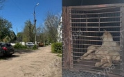 В Новомосковске бродячая собака покусала 7-летнего мальчика