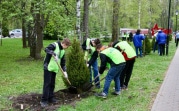 В Новомосковске высадили 80 елей в честь юбилея Победы