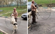 Алабай терроризирует прохожих в Новомосковске: глава СК приказал возбудить уголовное дело